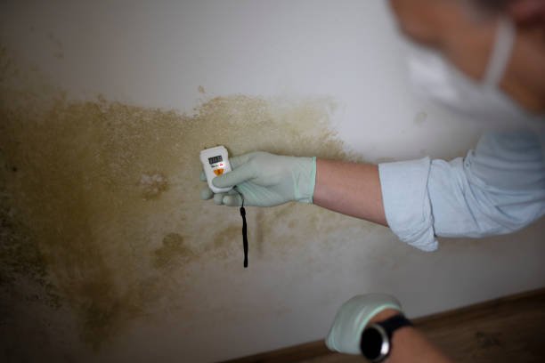 Trusted Pine Knoll Shores, NC Mold Removal Experts