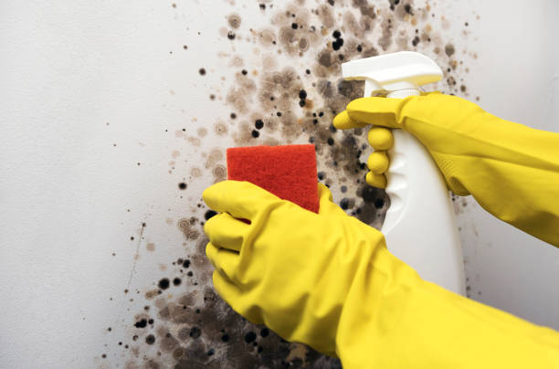 Best Certified Mold Removal  in Pine Knoll Shores, NC