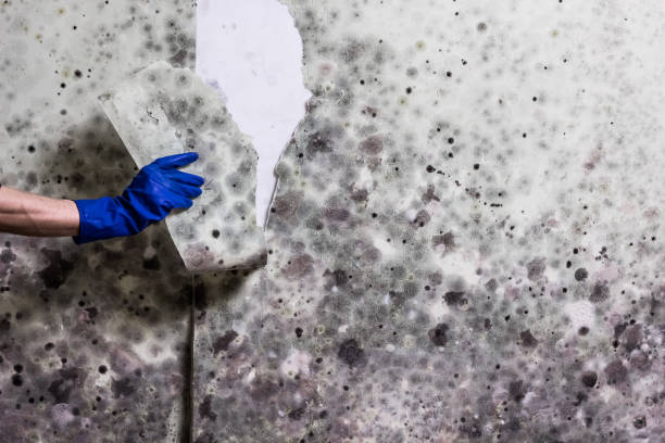 Mold Removal Process in Pine Knoll Shores, NC